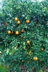 Organic oranges garden on homegrown orange tree