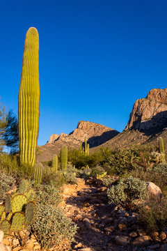 Pusch Ridge in the Catalina Mountains along the Linda Vista hoking trail in the Sonoran Desert. Beautiful Southwestern landscape with saguaro cactus, cholla, prickly pear and other cacti in Arizona. 