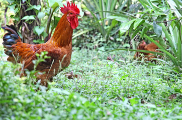 Close up of young rooster of backyard free range chicken in grass field in Kerala, India