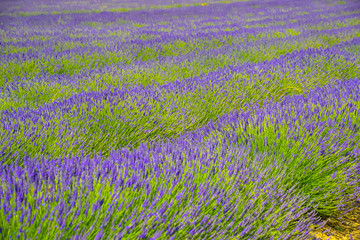 Lavender field near the village of Roussillon in the Luberon area of Provence, France