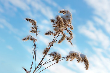 Snow cover on dry grass Ivan-tea. Snow on a blade of grass against the sky.