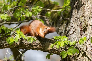 Eichhörnchen 27 © Karl-Heinz Schmidt
