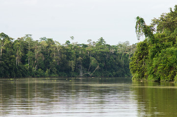  Rainforest along the kinabatangan river, Sabah, Borneo. Malaysia.