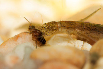 insecte larve ditiscidae mare temporaire
