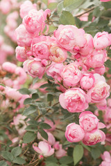 Beautiful vertical background with gentle pink roses blossom in pastel colors
