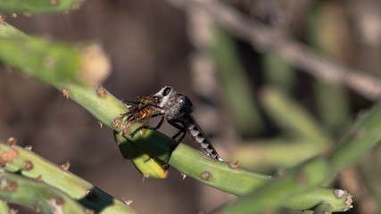 A Robber Fly, a large flying predator insect resting on a cholla cactus branch with a dead honeybee that the fly is eating after hunting the bee down. Pima County, Arizona. October of 2018.