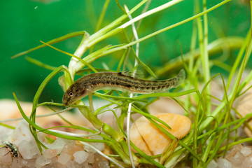 cobitis paludica poisson 