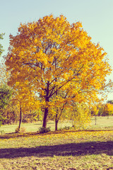 autumn outdoor nature scene with tree