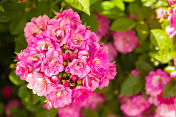 Beautiful horizontal background with bright vivid pink roses blossom with fresh green leaves