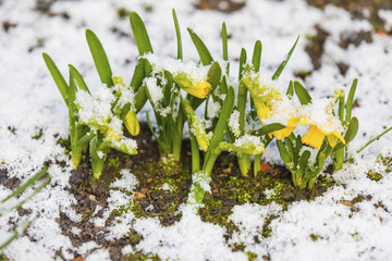 Daffodil blooming through the snow