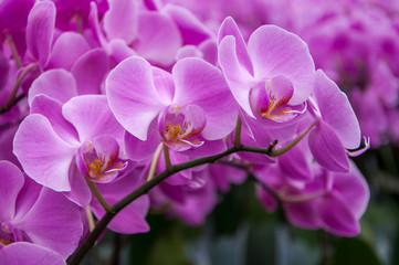 violet orchid flower