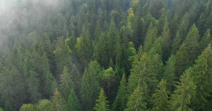Water Vapor Rises from Temperate Rainforest in Timelapse