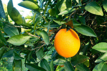 Organic oranges garden on homegrown orange tree