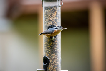 Naklejka premium Red-breasted Nuthatch on Bird Feeder