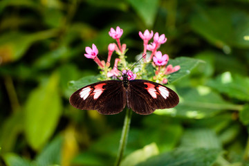 butterfly on a flower