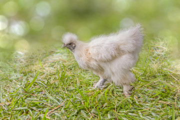 Naklejka na ściany i meble Fluffy white feathered chicken dorts across the grass.
