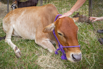 People continue stroking the resting calf inside the enclosure.
