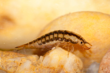 larve hyphydrus aubei mare temporaire