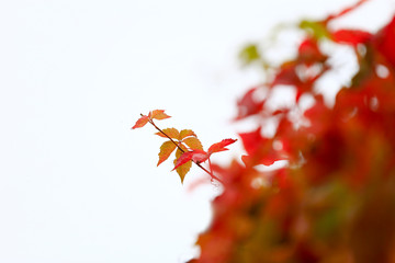 Red boston ivy,outdoors in autumn