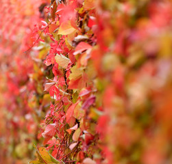 Red boston ivy,outdoors in autumn