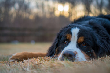 Bernese Mountain Dog Resting