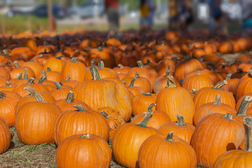 Close up of many rich orange pumpkins fading into the background of people.