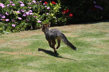 Fox running