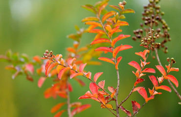 Beautiful leaves in the fall outdoors