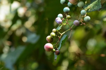 Wild grape / Ampelopsis