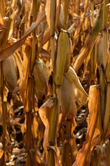 Ripe corn in field ready for harvest in south central North Dakota.