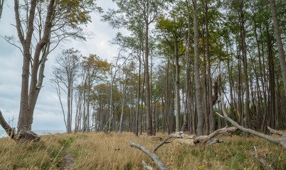 Obraz premium Ghost Forest Graal-Muritz, Niemcy