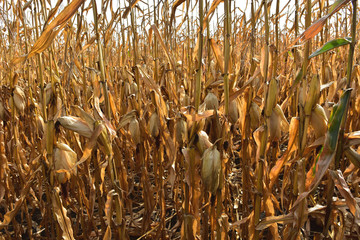 Ripe corn in field ready for harvest in south central North Dakota.