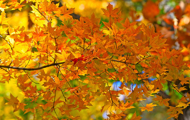 Naklejka na ściany i meble Beautiful leaves in the fall outdoors