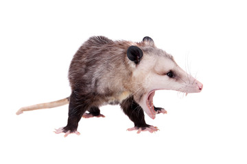 The Virginia opossum, Didelphis virginiana, on white