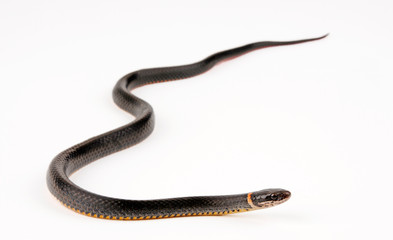 Naklejka premium Ringhalsnatter (Diadophis punctatus) - wąż pierścieniowy