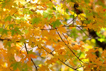 Beautiful leaves in the fall outdoors