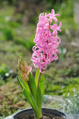 Pink hyacinth