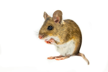 Field Mouse in begging position on white background