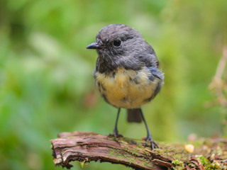 New Zealand Robin in natural forest