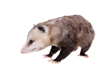 The Virginia opossum, Didelphis virginiana, on white