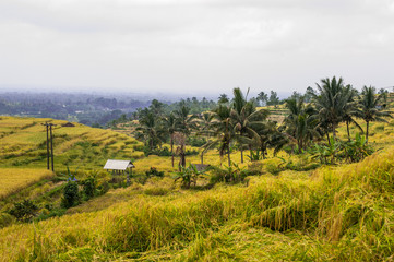 Fototapeta na wymiar Rice Fields in Bali