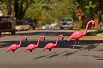Plastic Flamingo and Babies crossing a Street