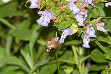 Moro sphinx butinant de la sauge officinalis
