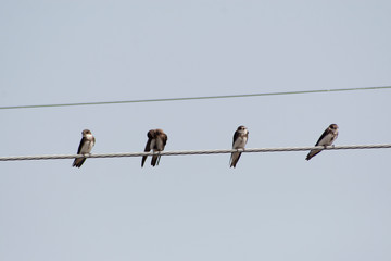 Hirondelle sur fil electrique avant migration © Alexandre