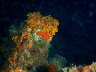 Fototapeta na wymiar fondo marino con corales y macro
