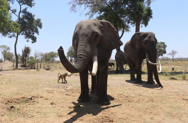 Obraz premium Zambian Elephant