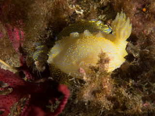 nudibranquio con macro debajo del mar