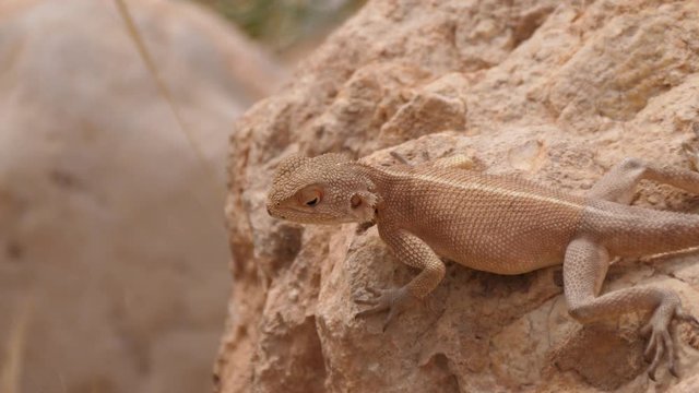 Desert Agama looking around on a rock at Meski in Morocco, Africa