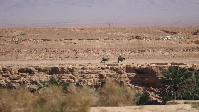 Farmers and donkey carrying grass around Meski in Morocco, Africa