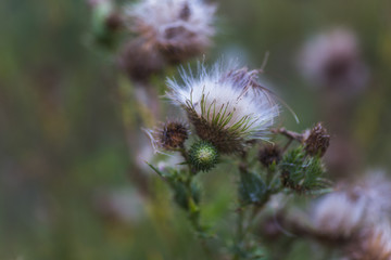 Dried inflorescences and Fluffy seeds thistle flower on a green background. Medicinal plant ecologically clean area. Floral background.